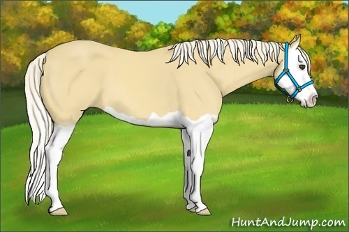 Horse Color:Palomino Splash