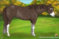 Horse Color:Liver Chestnut Splash Frame Rabicano