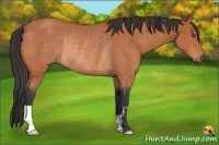 Horse Color:Bay Frame Rabicano 