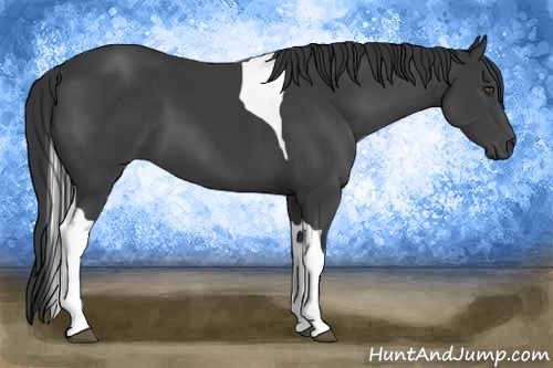 Horse Color:Black Tobiano 