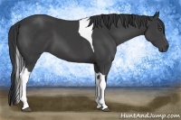 Horse Color:Black Tobiano 