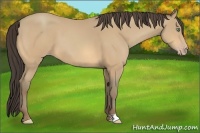 Horse Color:Amber Cream Champagne 