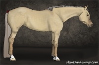 Horse Color:Chocolate Palomino Dun 