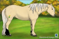 Horse Color:Palomino Sabino Tobiano