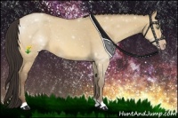 Horse Color:Amber Champagne Dun 