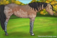 Horse Color:Brown Ice 