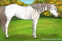 Horse Color:Brown Ice Splash Appaloosa 