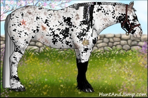 Horse Color:Bay Sabino 