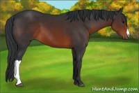 Horse Color:Brown 