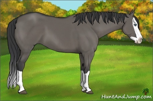 Horse Color:Grullo Splash