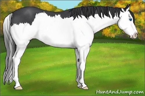Horse Color:Blue Roan Splash 