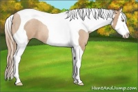 Horse Color:Red Roan Pearl Splash Tobiano