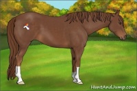 Horse Color:Chestnut 