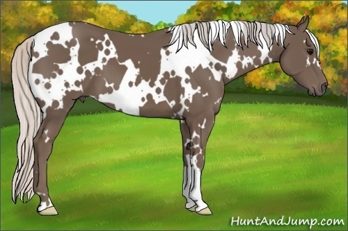 Horse Color:White Spotted Silver Black 