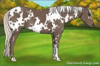 Horse Color:White Spotted Silver Black 