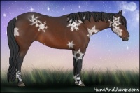 Horse Color:Bay Ice 