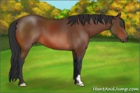Horse Color:Bay Frame 