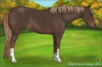 Horse Color:Liver Chestnut 