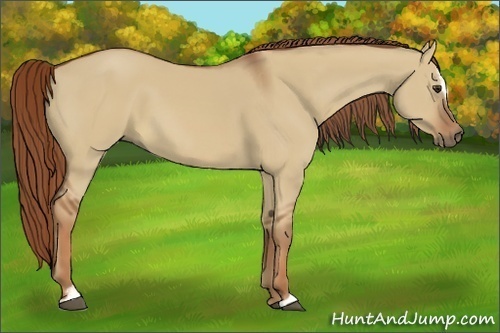 Horse Color:Red Dun Sabino 