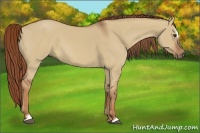 Horse Color:Red Dun Sabino
