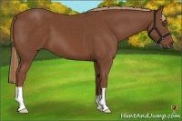 Horse Color:Chestnut 
