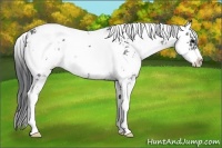 Horse Color:Black Sabino 