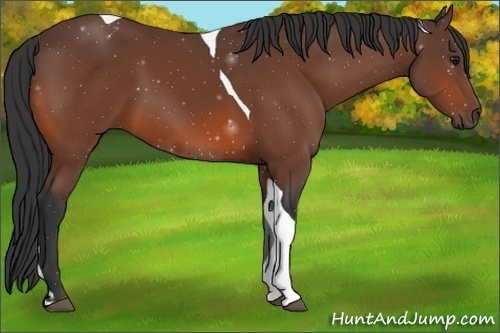 Horse Color:Bay Tobiano 