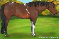 Horse Color:Bay Tobiano 