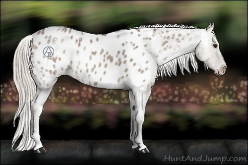 Horse Color:Silver Blue Ice Roan Near Leopard