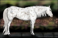 Horse Color:Silver Blue Ice Roan Appaloosa