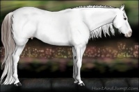 Horse Color:Liver Chestnut Appaloosa 