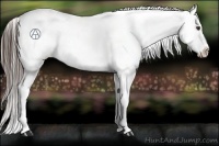 Horse Color:Liver Chestnut Snowflake Varnish