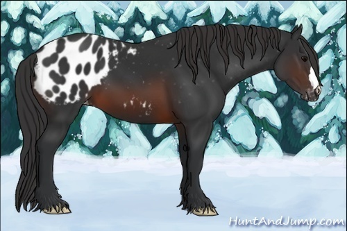 Horse Color:Brown Appaloosa 