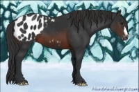 Horse Color:Brown Appaloosa 