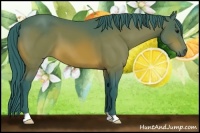Horse Color:Watercolor Bay 
