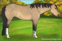 Horse Color:Buckskin Dun