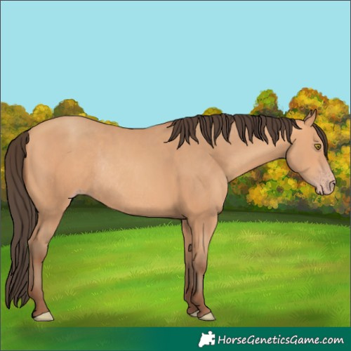 Horse Color:Amber Champagne Rabicano 
