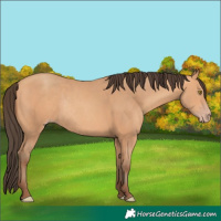Horse Color:Amber Champagne Rabicano 