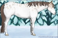 Horse Color:White Spotted Amber Champagne Ice Appaloosa 