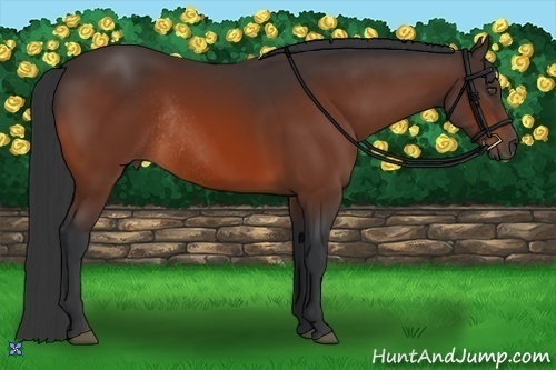 Horse Color:Bay Rabicano 