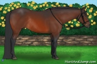 Horse Color:Bay Rabicano