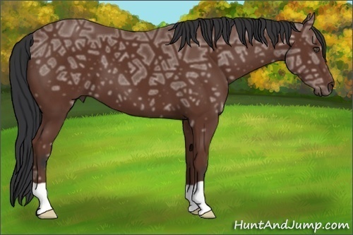 Horse Color:Bay Ice 