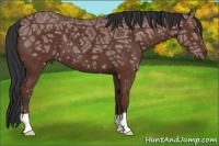 Horse Color:Bay Ice