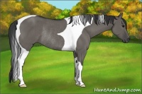 Horse Color:Grullo Tobiano Rabicano 