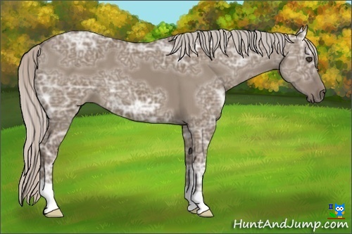 Horse Color:Silver Grullo Ice 