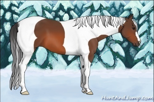 Horse Color:Bay Tobiano 