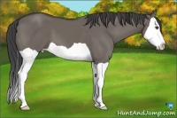Horse Color:Smoky Grullo Splash