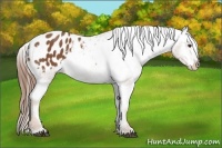 Horse Color:Chestnut Appaloosa 