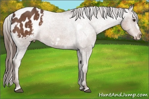 Horse Color:White Spotted Liver Chestnut Frame Appaloosa Rabicano 