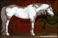 Horse Color:Chocolate Palomino Sabino Frame Rabicano